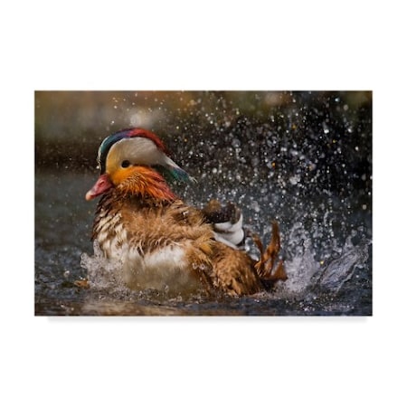 Cs Tjandra 'Mandarin Duck' Canvas Art,16x24
